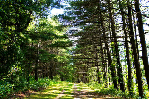 A trail winding through the sunlit forest at Beltzville State Park in Lehighton, PA.