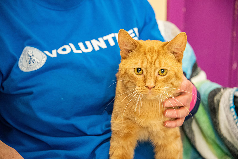 An SPCA volunteer cuddles an orange tabby cat. 