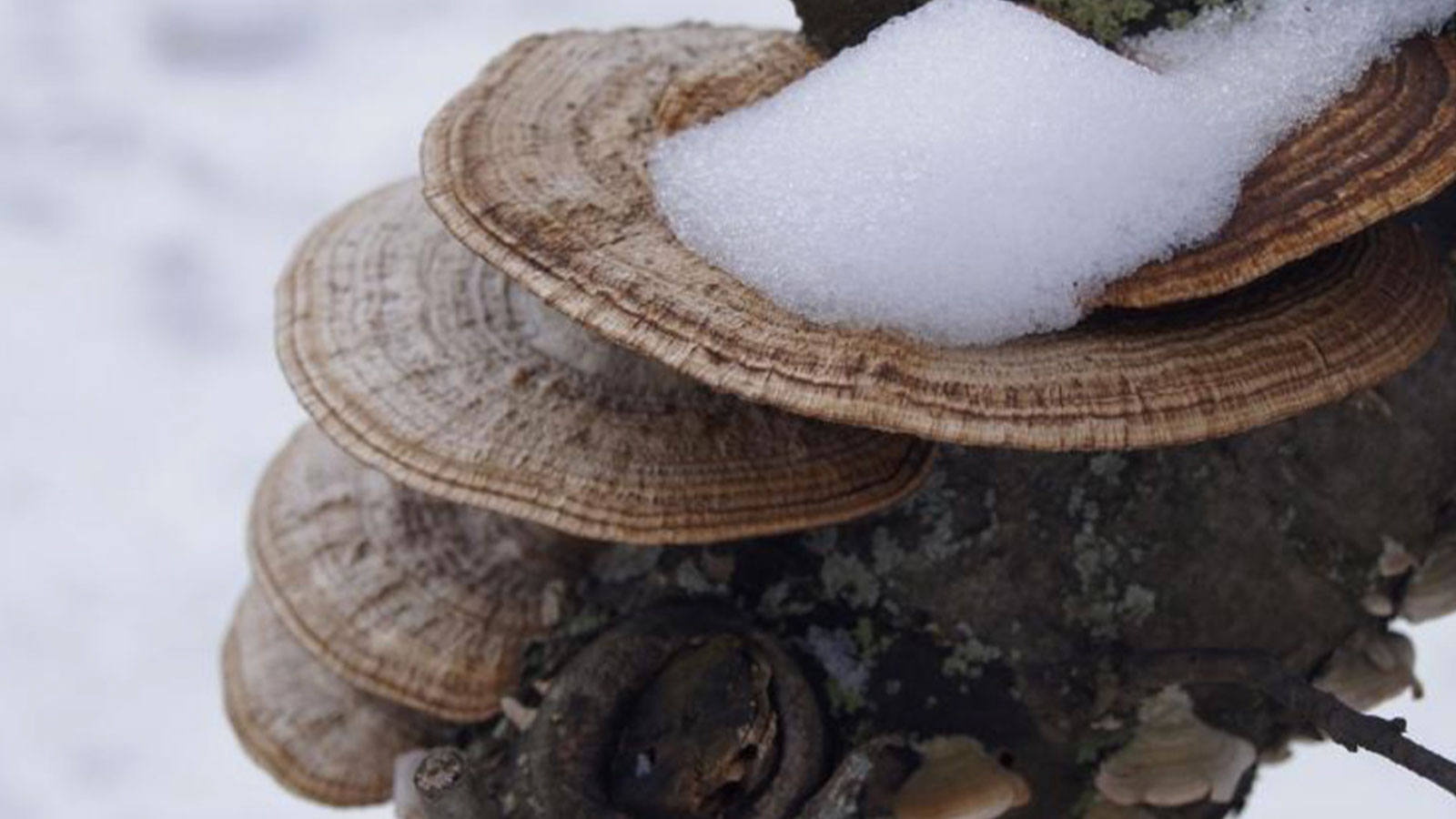 Experiencing Winter on the Susquehanna Greenway image