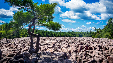 A lone, twisted pine tree stands in the middle of the vast Hickory Run Boulder Field at Hickory Run State Park in White Haven Pennsylvania, a striking geological formation of large rocks.