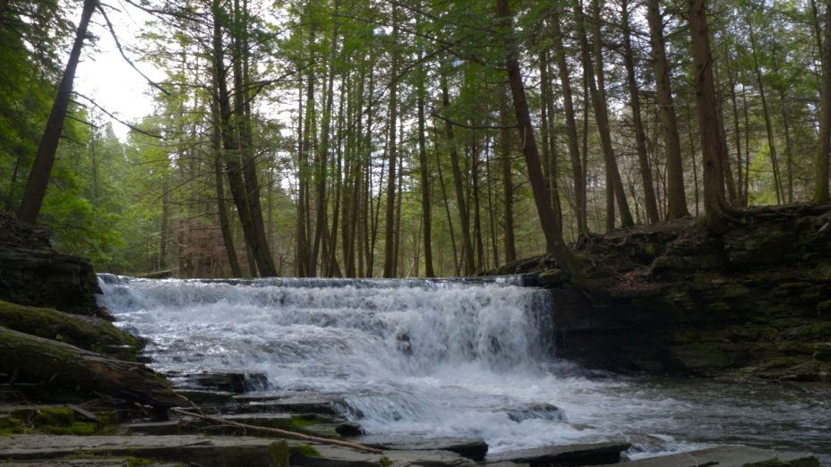 Salt Springs State Park Things To Do Discovernepa 4646