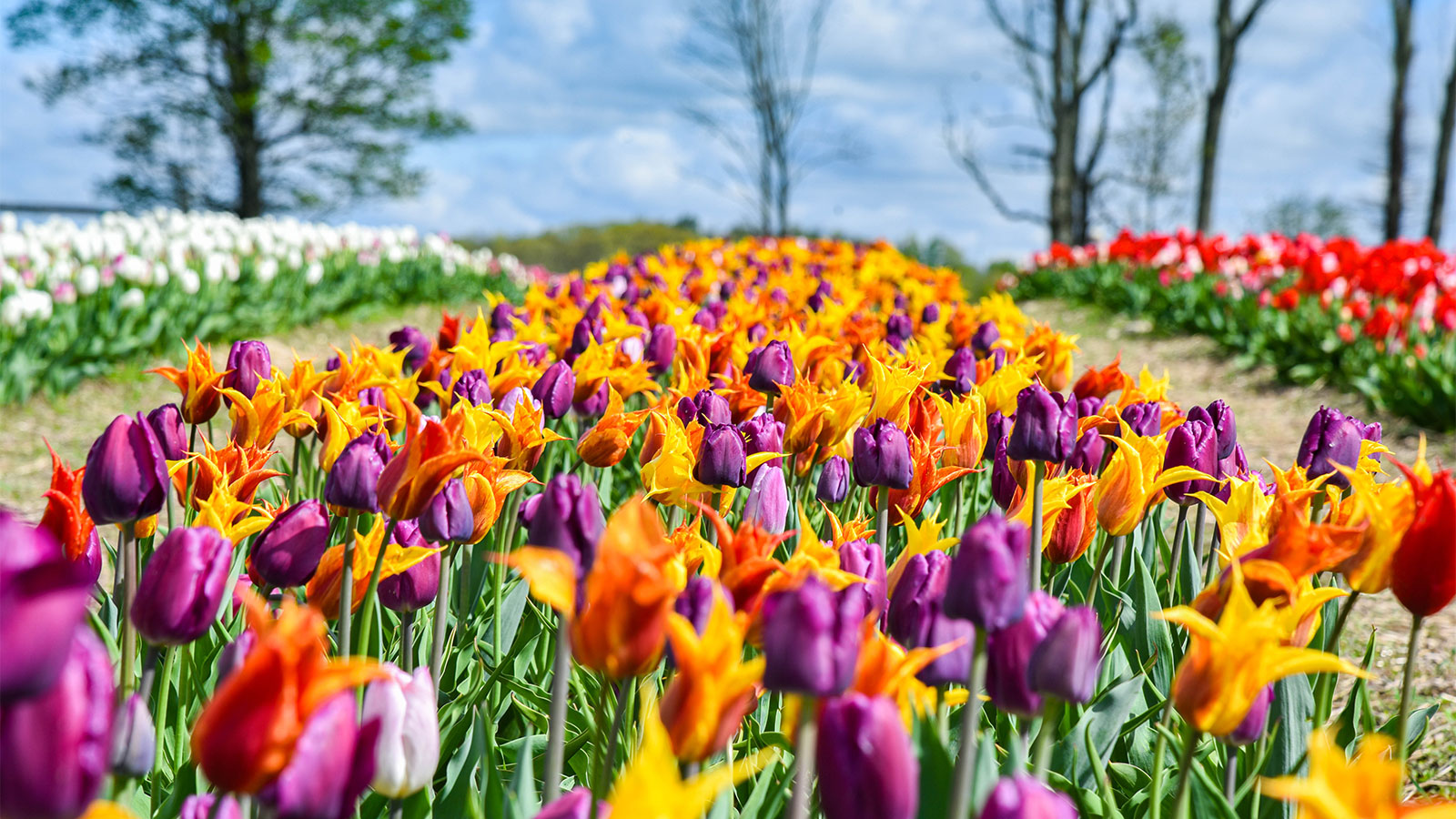 Tulip fields at Brown Hill Farms located in Tunkhannock, PA.