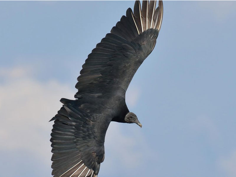 Vultures: Nature's Cleanup Crew | DiscoverNEPA