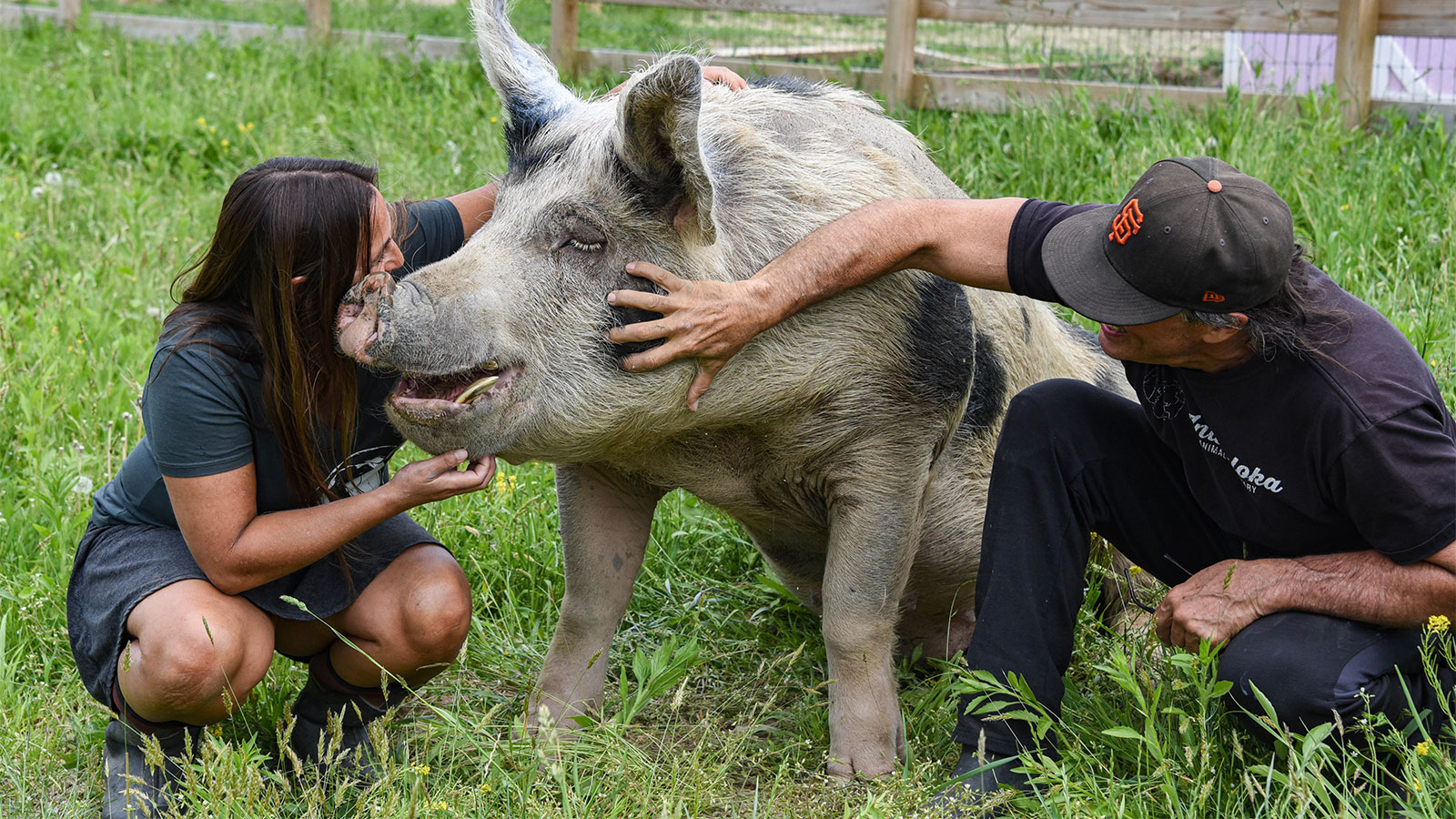 A man and woman petting the large pig at Indraloka Animal Sanctuary in Dalton, Pa.