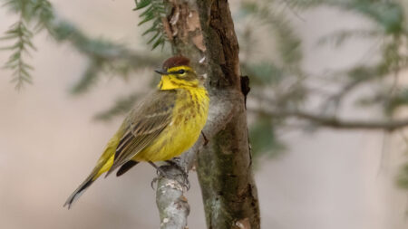 Picture This: Mystery Birding Trip with Kettle Creek Environmental Education Center image
