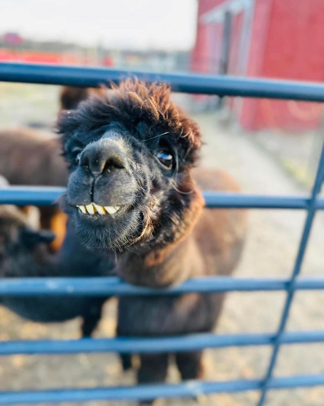 Light Worsted Yarn  Alpacas of Windy Haven Farm 153 Center Street  Covington Township, PA 18424 (570) 955-8228 *** Farm visits and events by  appointment only ***