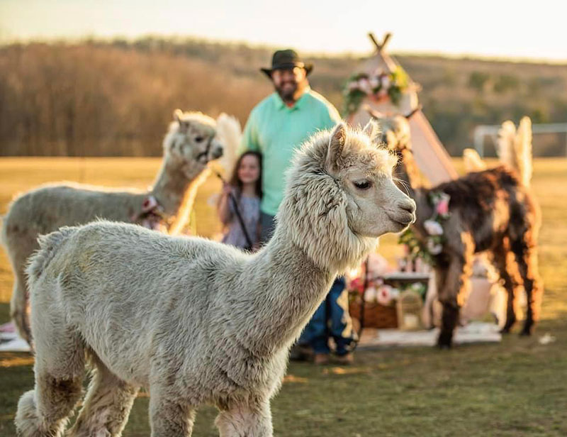 Light Worsted Yarn  Alpacas of Windy Haven Farm 153 Center Street  Covington Township, PA 18424 (570) 955-8228 *** Farm visits and events by  appointment only ***