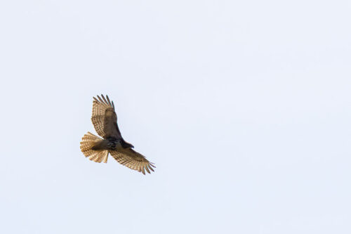 A Red-tailed Hawk soars overhead at Kettle Creek Environmental Education Center in Stroudsburg, PA.