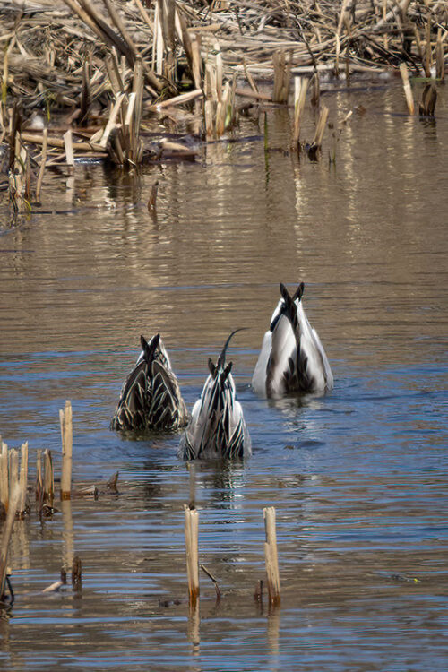A group of ducks dive underwater looking for food at Kettle Creek Environmental Education Center in Stroudsburg, PA.