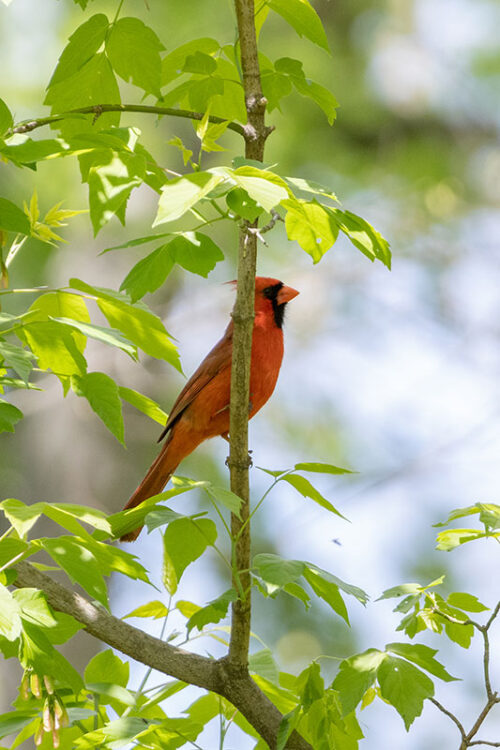 A Cardinal sits on a branch at Nesbitt Park in Wilkes-Barre, PA.
