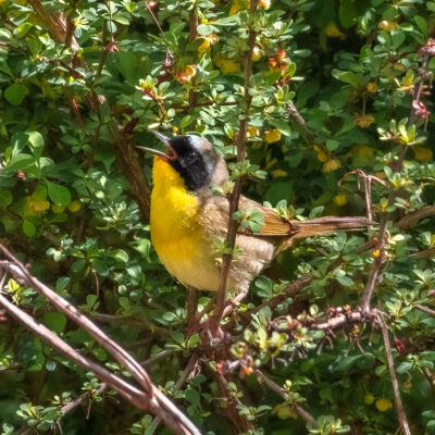 Forest Echo Bird Sanctuary image