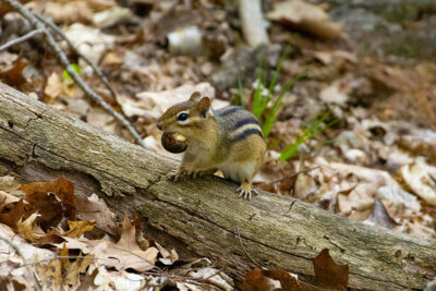 A small chimpmunk stands atop a fallen branch among scattered leaves with an acorn in its mouth at the Forest Echo bird Sanctuary in Dallas, PA.