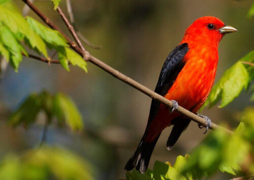 A red bird with black wings perches on a branch at Swatara State Park in Pine Grove, PA.