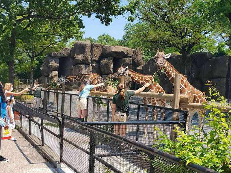 Kids reaching out to pet the giraffes at the Philadelphia Zoo in Philadelphia, PA.