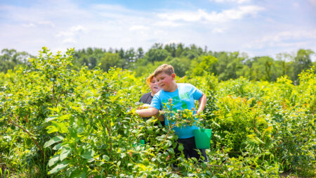 A child picks blueberries directly from the bush at Stemmrich Blueberry Farm in Nescopeck, PA.