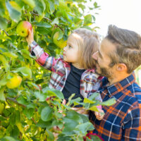 Apple Harvest Festival image