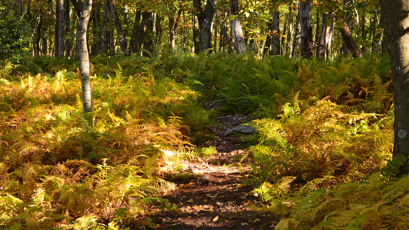 Split Rock Trail at George and Lillian Picton Wildlife Sanctuary - GYTOT Trail of the Month image