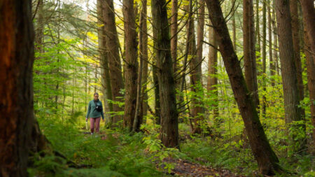 Bull Hill Trail at Lackawanna State Park image