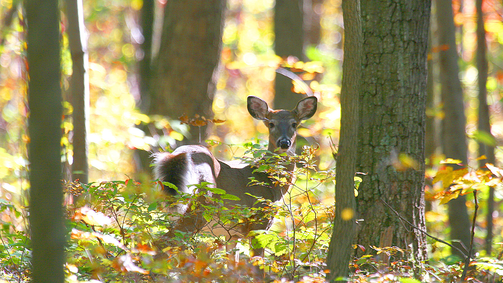 Understanding how NEPA’s Plants and Animals Survive the Winter image