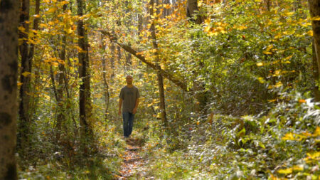West Shore Trail at Prompton State Park image