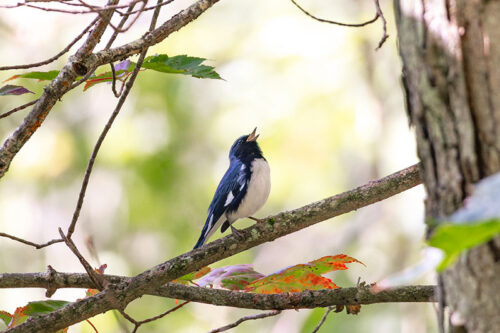 A Black-throated Blue Warbler perched on a branch at Natural Land's Bear Creek Preserve in Bear Creek, PA.