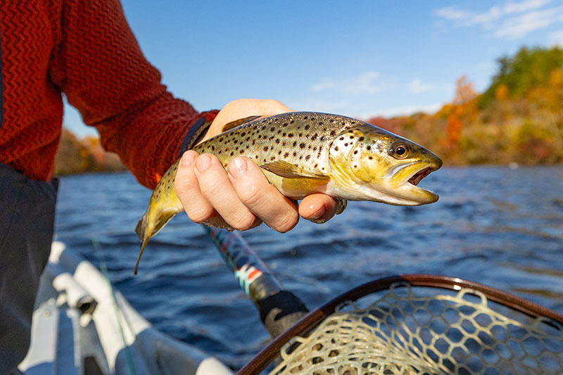 A man holds a brown trout after reeling it in on the Lehigh River.