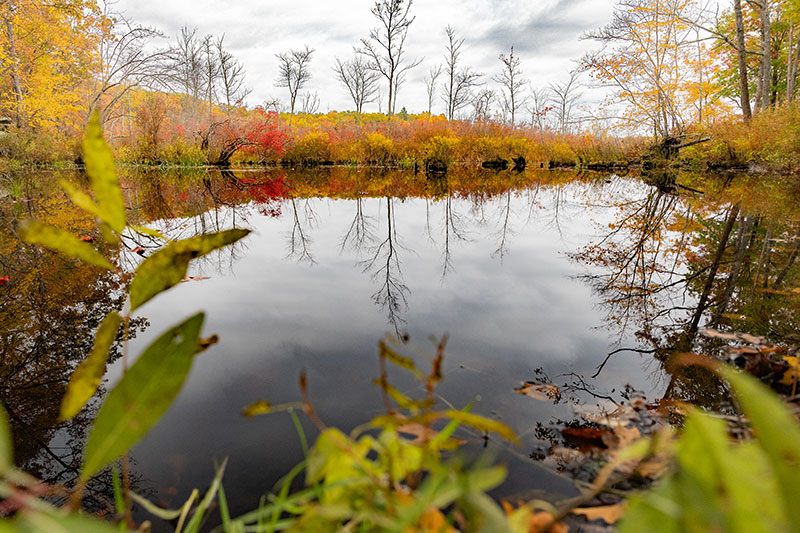 Colorful foliage and tall trees reflect off the surface at a popular kayak spot in the Delaware State Forest in Milford, PA.