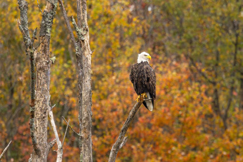 A Bald Eagle sits in a dead tree with fall foliage around him in Prompton, PA.