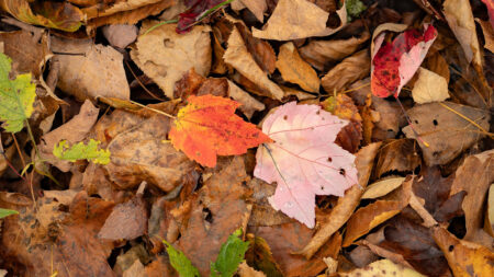Forage to Tie Dye This Autumn image