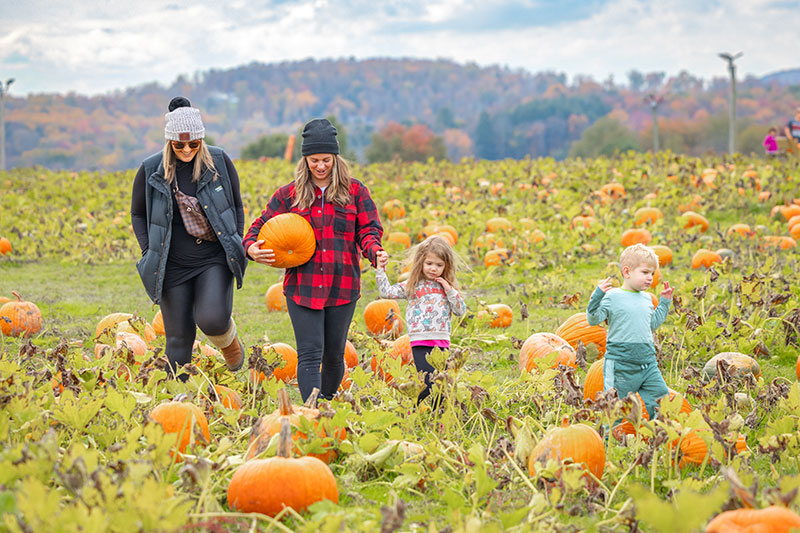Harvest Festivals image