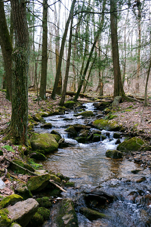 A creek runs through the woods at Swatara State Park in Pine Grove, PA.