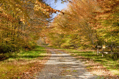 A path cuts through a forest in autumn with trees displaying fall foliage in shades of yellow and orange along the D&H Rail-Trail. A wooden fence is visible on the right side of the path.