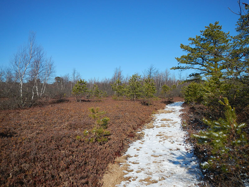 A snow-covered trail leads into a forest.