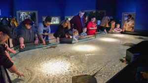 A group of people reaching into the sting ray touch-tank at the Electric City Aquarium in Scranton, a popular family fun destination in NEPA.