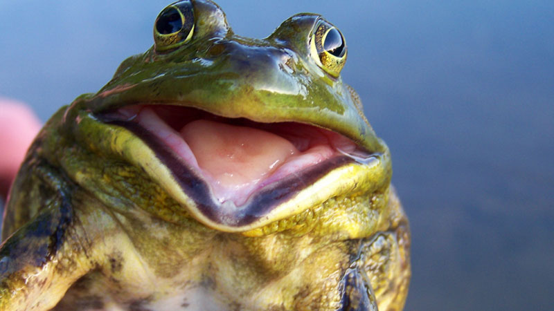 Bridge the Gap: Frog Frolic - DiscoverNEPA