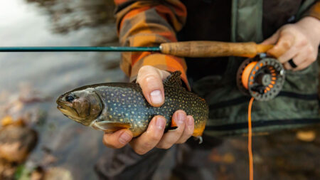 A fly fisherman holds onto a recently-caught brook trout before releasing it back into the stream.