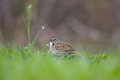 A Song Sparrow sits in the grass at the Luzerne County Levee Trail in Wyoming, PA.