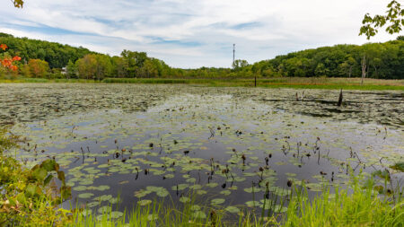 North Branch Land Trust to Host Earth Day Cleanup at Hanover Township Wetland image
