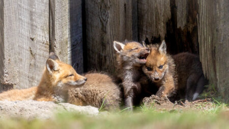 Picture This: 2024 Spring Season in NEPA image