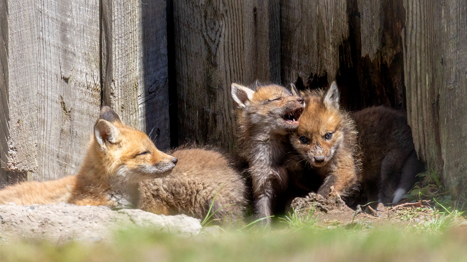 Picture This: 2024 Spring Season in NEPA image