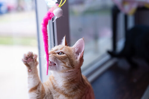 Cats In Bloom  image