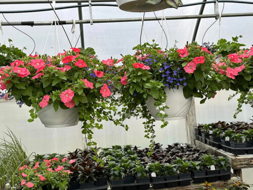 Hanging flowers on display at Kessler's Orchard & Greenhouses in Berwick, PA.