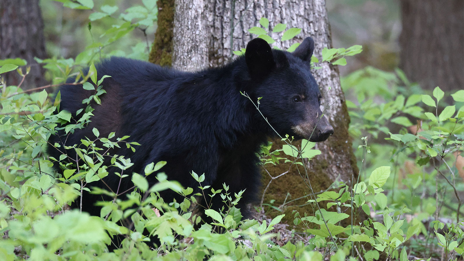 Be Safe Out There -- Pennsylvania Black Bear image