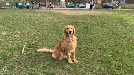 A golden retriever sitting on a grassy field at Connell Dog Park in Scranton, PA.