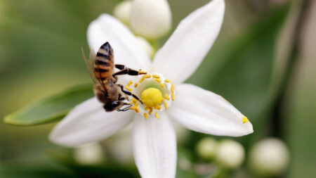 What to do When Stung by a Bee image