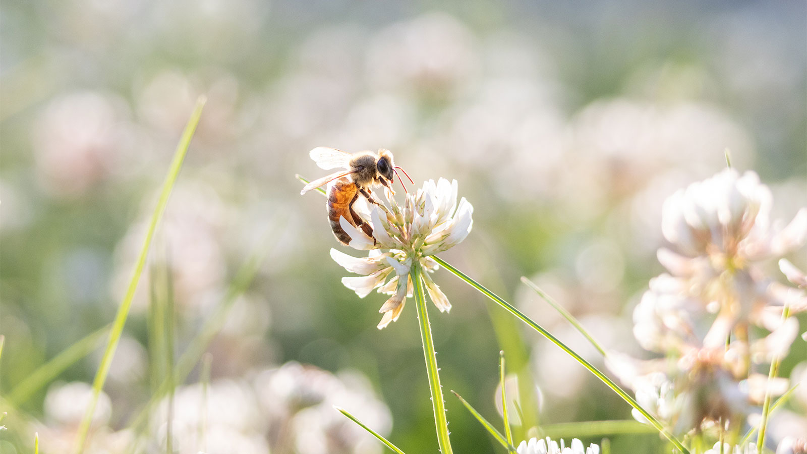 Picture This: Pollinators in NEPA image