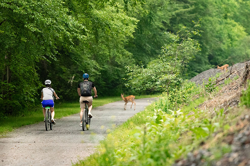 Cyclists pedal toward a deer on the lehigh gorge trail in Jim thorpe, PA.