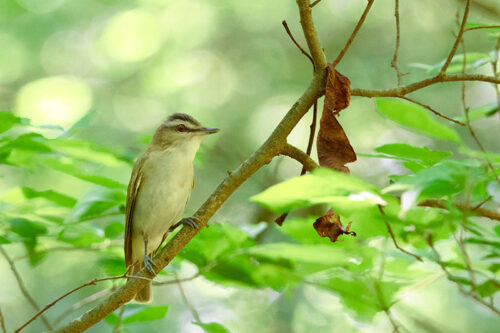 Wildlife Viewing image