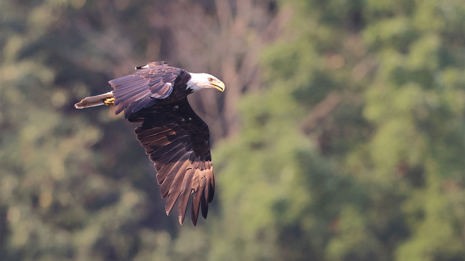 Be Safe Out There -- Bald Eagles in Pennsylvania image