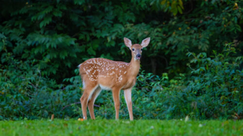 A white-tailed deer stands in a green pasture at Frances Slocum State Park in Wyoming, PA.